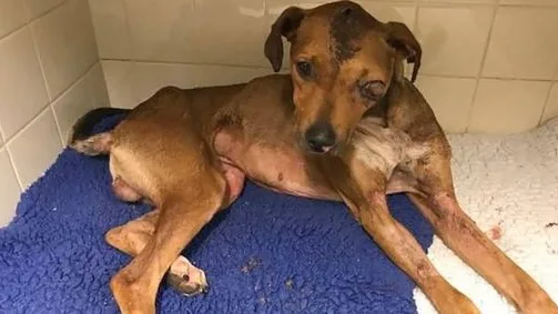 Imagen del perro maltratado