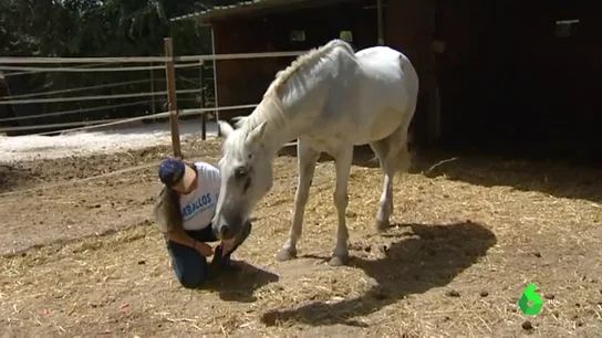 Imagen de un santuario de caballos Imagen de un santuario de caballos