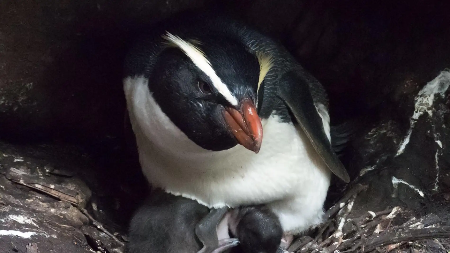 Los maratones de los pingueinos tawaki