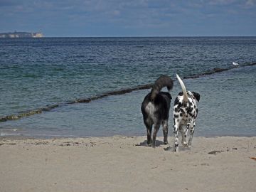 9 playas que puedes visitar con tu perro 