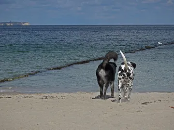 9 playas que puedes visitar con tu perro  9 playas que puedes visitar con tu perro