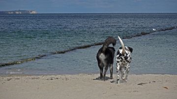 9 playas que puedes visitar con tu perro
