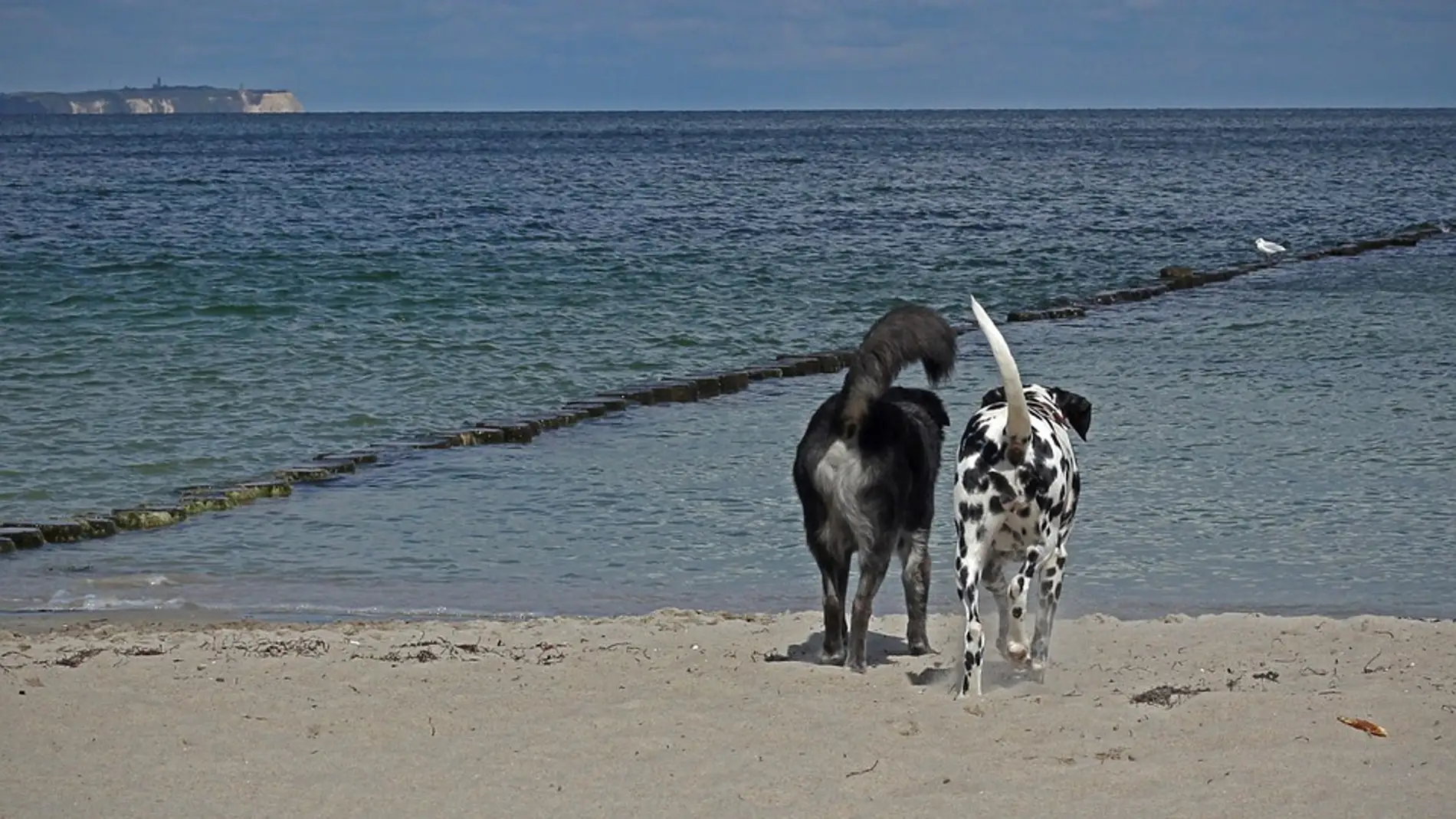 9 playas que puedes visitar con tu perro 