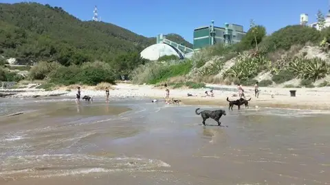 Cala Vallcarca, Sitges 9 playas que puedes visitar con tu perro