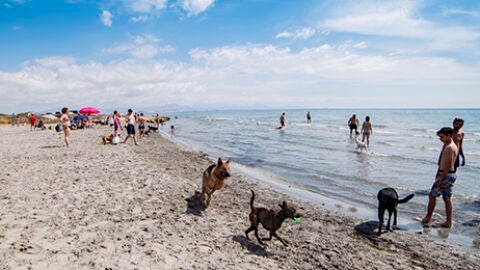 9 playas que puedes visitar con tu perro 