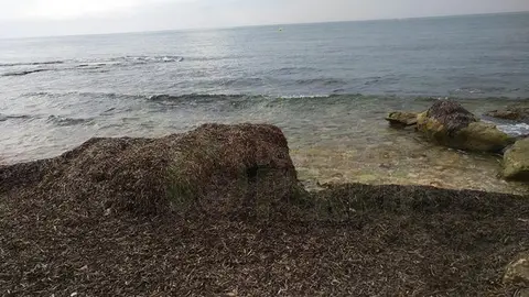 Punta Margalla, Torrevieja, Alicante 9 playas que puedes visitar con tu perro