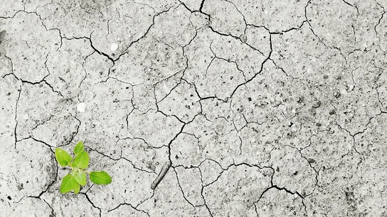 El cambio climático podría modificar el ecosistema de manera significativa El cambio climático podría modificar el ecosistema de manera significativa
