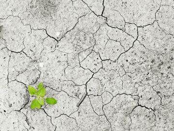 El cambio climático podría modificar el ecosistema de manera significativa El cambio climático podría modificar el ecosistema de manera significativa