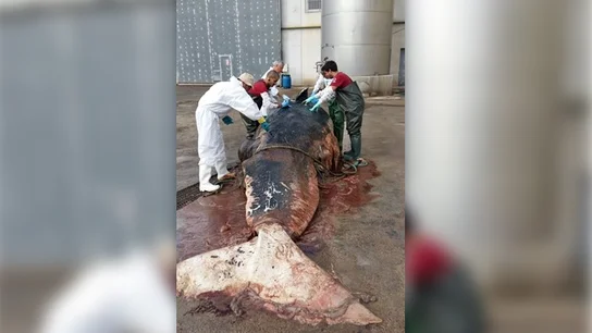 Cachalote hallado muerto Cachalote hallado muerto