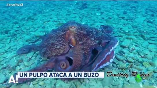pulpo pulpo