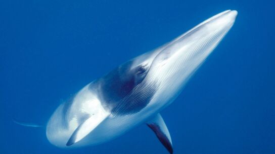 Ballena Minke de la Ant&aacute;rtida
