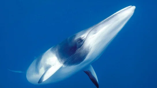 Ballena Minke de la Antártida Ballena Minke de la Antártida