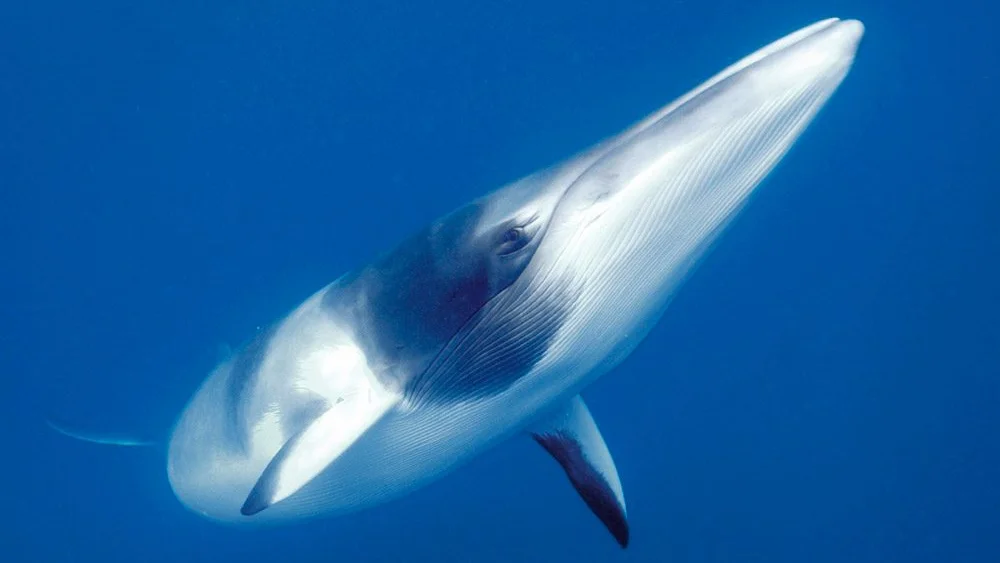 Ballena Minke de la Antártida