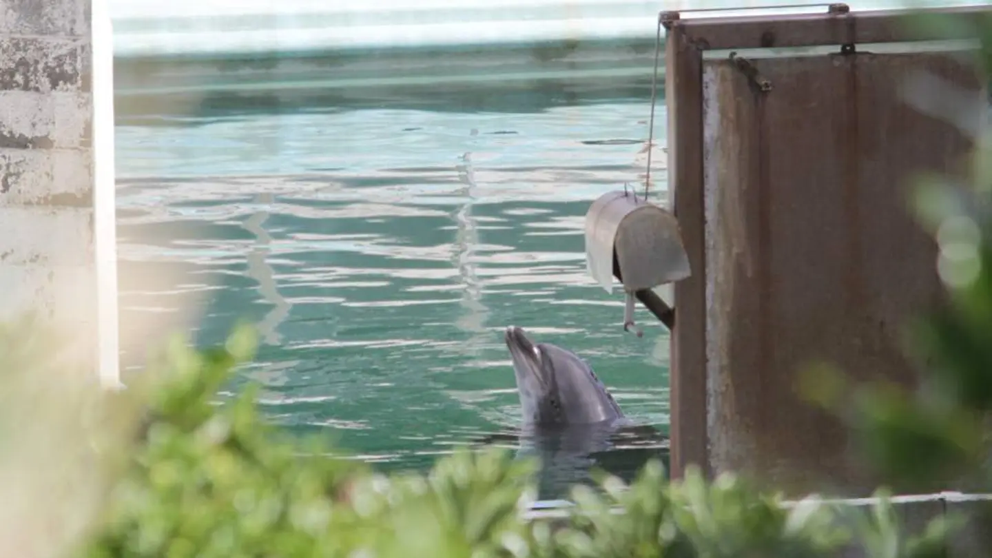 La delfín Honey, abandonada en un acuario La delfín Honey, abandonada en un acuario