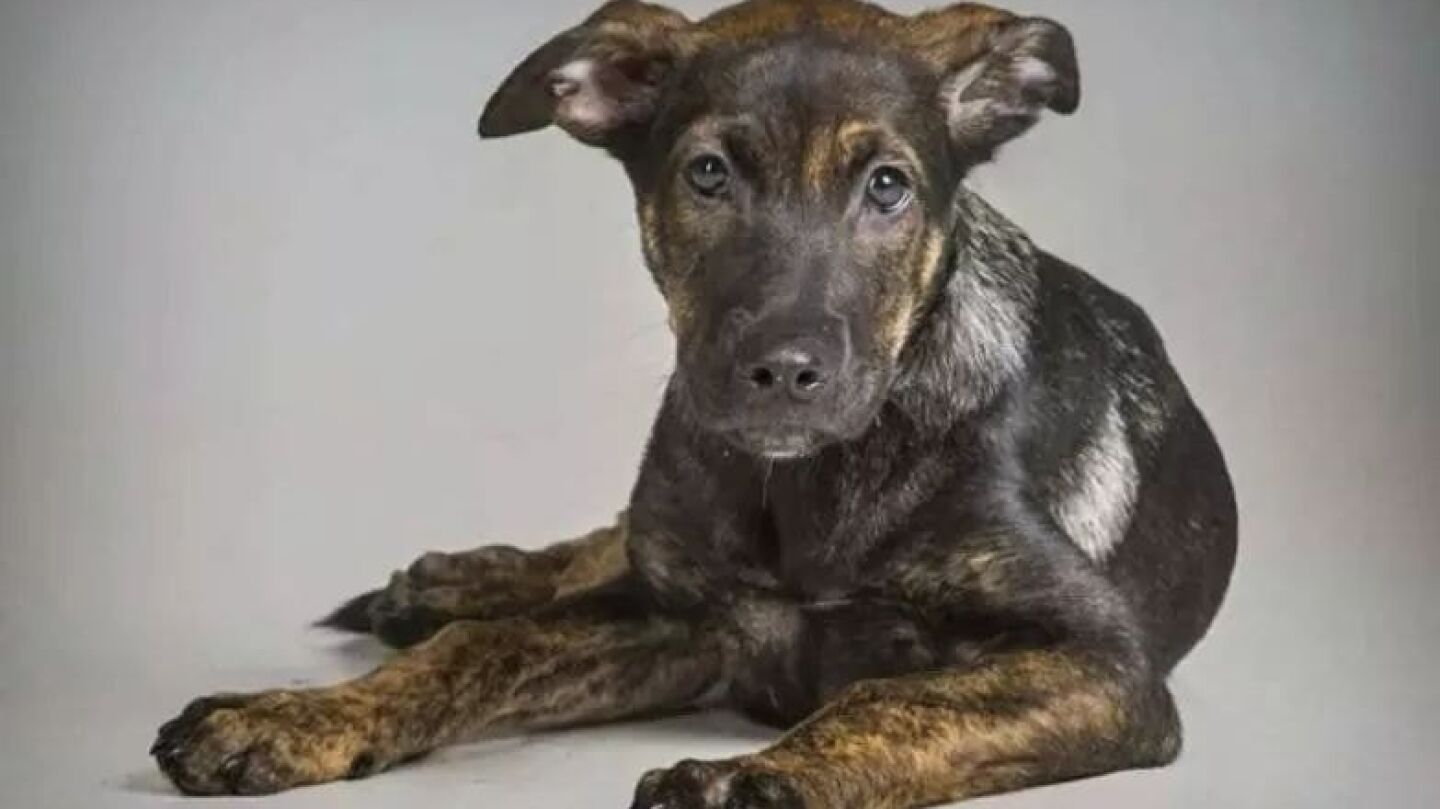 Imagen del perro Cooper