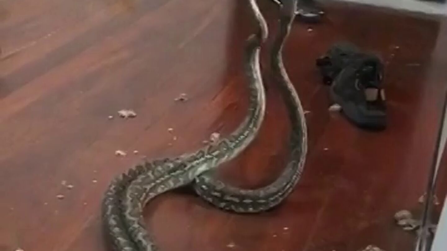 Dos serpientes en plena lucha caen del techo de una casa en Australia