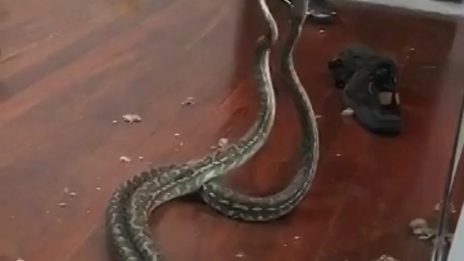 Dos serpientes en plena lucha caen del techo de una casa en Australia