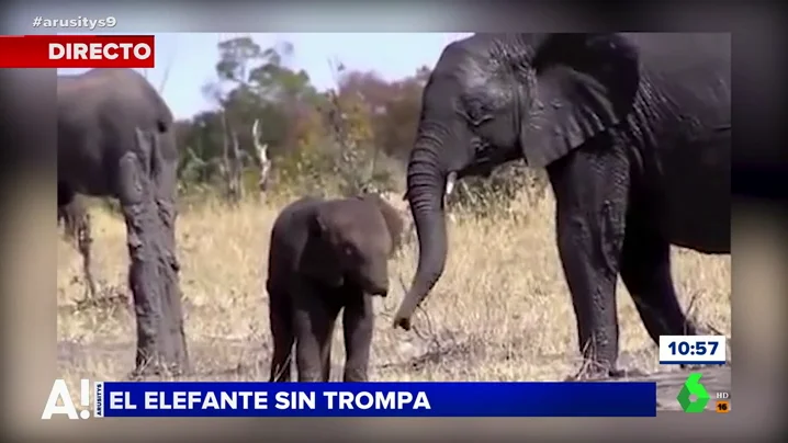 El triste caso de un elefante sin trompa