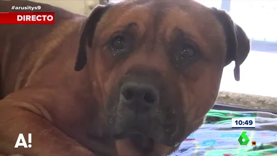 La conmovedora imagen de un perro llorando tras ser abandonado en un refugio La conmovedora imagen de un perro llorando tras ser abandonado en un refugio