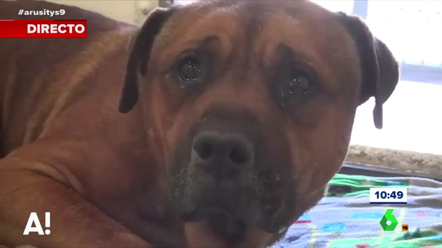La conmovedora imagen de un perro llorando tras ser abandonado en un refugio La conmovedora imagen de un perro llorando tras ser abandonado en un refugio