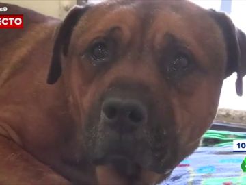 La conmovedora imagen de un perro llorando tras ser abandonado en un refugio