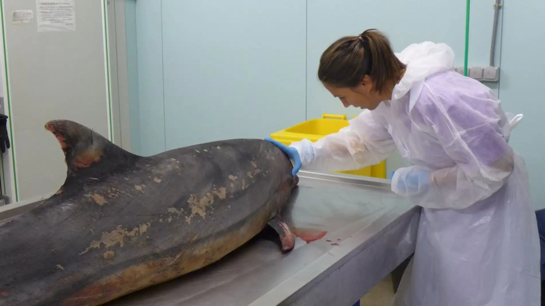 Una nueva cepa del virus mas letal en delfines llega al Mediterraneo