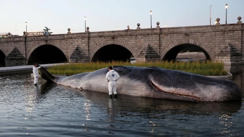 Cachalote 'varado' en el río Manzanares