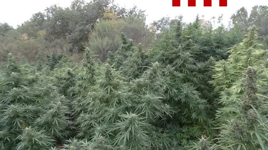 Imagen de la plantación de marihuana en Girona Imagen de la plantación de marihuana en Girona