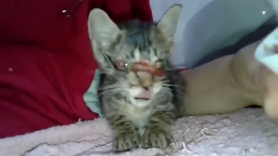 Imagen del gato rescatado en Girona Imagen del gato rescatado en Girona