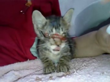 Imagen del gato rescatado en Girona Imagen del gato rescatado en Girona