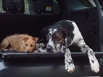 Land Rover paquete para mascotas  Land Rover paquete para mascotas