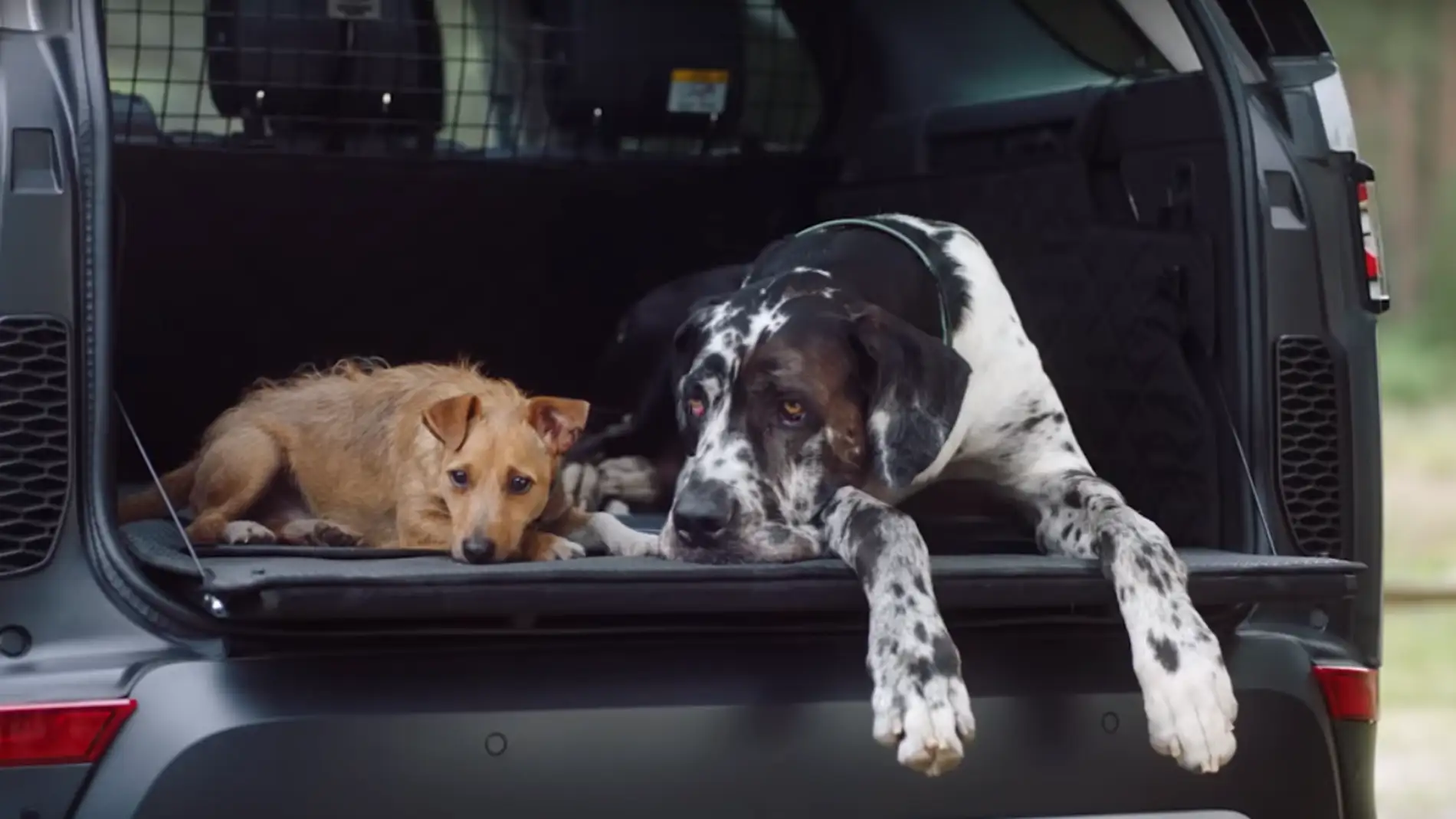Land Rover paquete para mascotas 