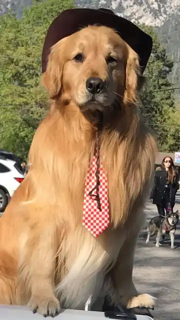 El alcalde de Idyllwild, Max El alcalde de Idyllwild, Max