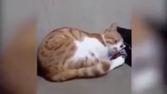 Un gato se emociona al ver un vídeo de su dueño fallecido Un gato se emociona al ver un vídeo de su dueño fallecido
