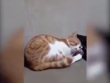 Un gato se emociona al ver un vídeo de su dueño fallecido Un gato se emociona al ver un vídeo de su dueño fallecido
