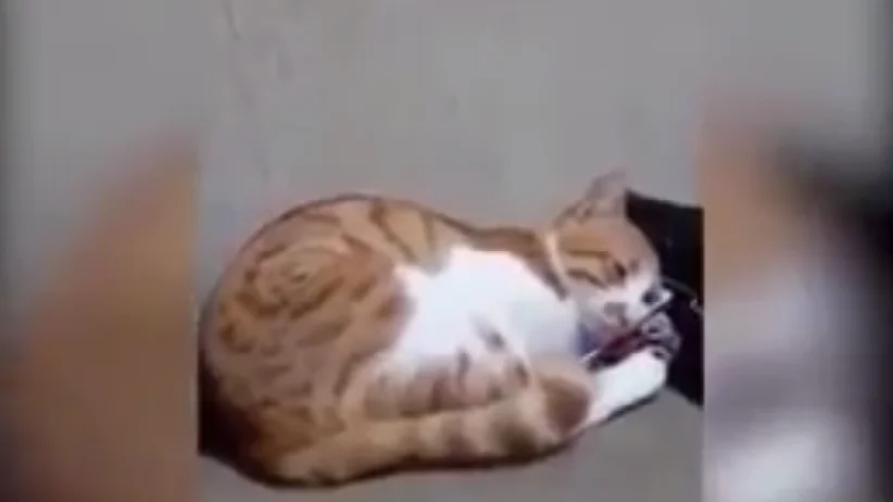 Un gato se emociona al ver un vídeo de su dueño fallecido