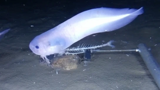 Nueva especie de 'pez baboso' Nueva especie de 'pez baboso'