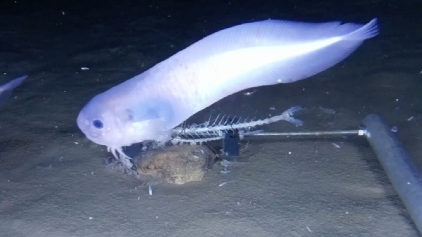 Nueva especie de 'pez baboso'