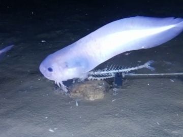 Nueva especie de 'pez baboso' Nueva especie de 'pez baboso'