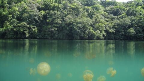 Jellyfish Lake