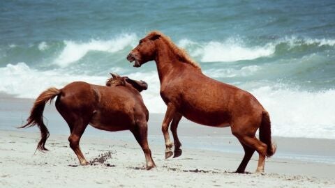 Isla de Assateague