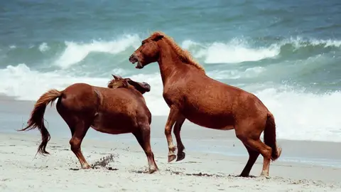 Isla de Assateague Isla de Assateague