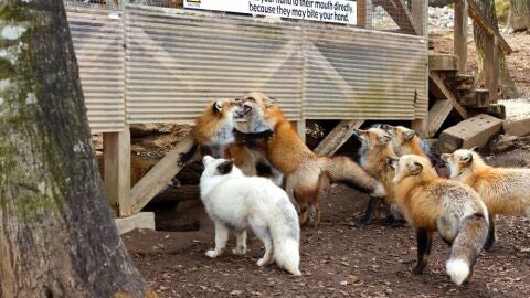 Zao Kitsune Mura