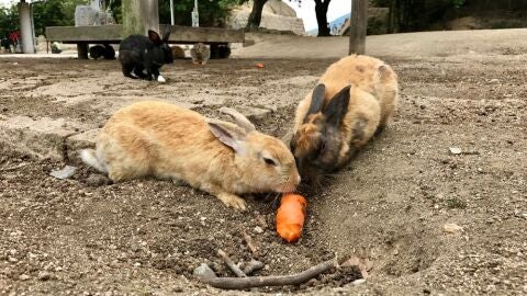 Okunoshima
