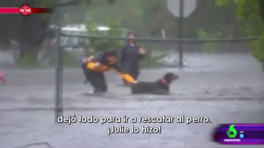 La reportera que salva la vida a un perro La reportera que salva la vida a un perro