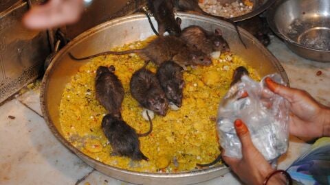 Karni Mata