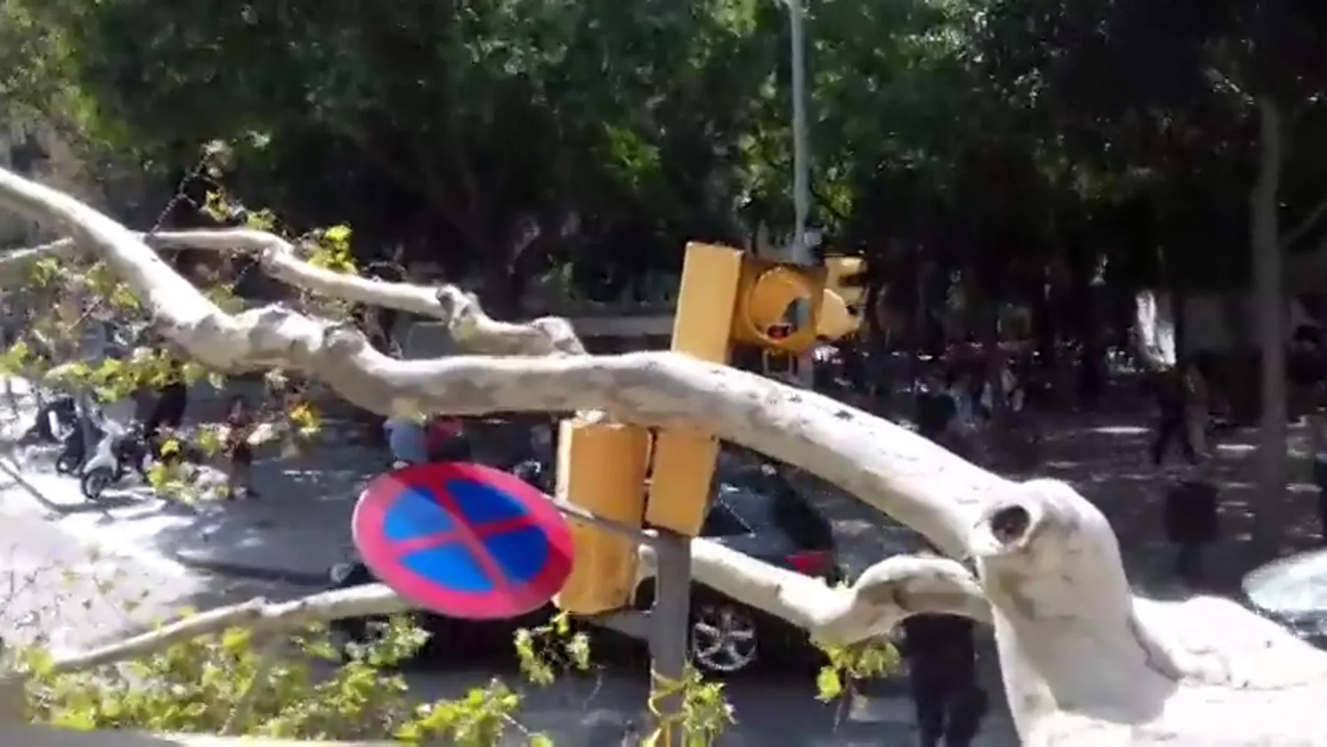 Un árbol de grandes dimensiones cae en el centro de Barcelona