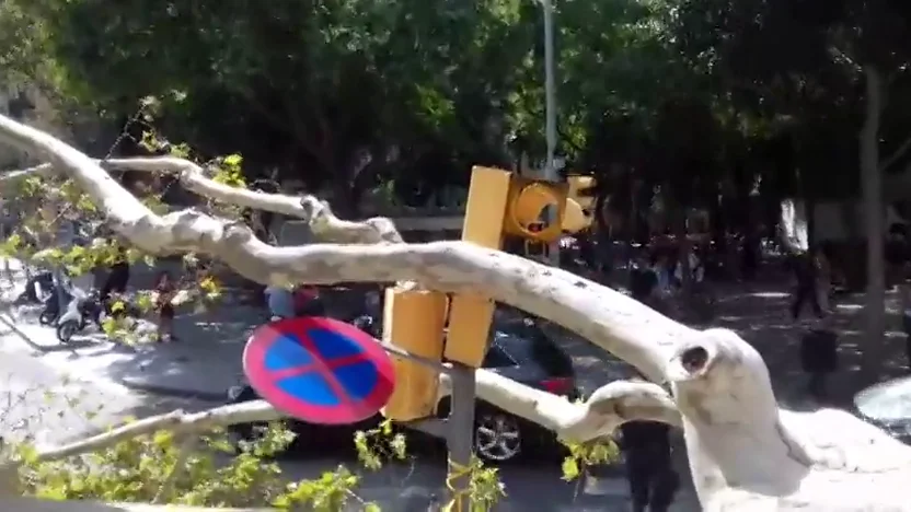 Un árbol de grandes dimensiones cae en el centro de Barcelona