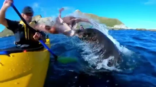 Una foca lanza un pulpo a la cara de un piragüista en Nueva Zelanda y el vídeo se vuelve viral Una foca lanza un pulpo a la cara de un piragüista en Nueva Zelanda y el vídeo se vuelve viral