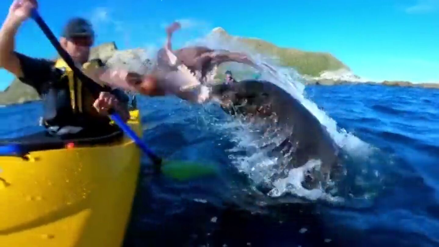 Una foca lanza un pulpo a la cara de un pirag&uuml;ista en Nueva Zelanda y el v&iacute;deo se vuelve viral